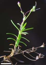 Veronica linifolia. Sprig. Scale = 10 mm.
 Image: P.J. Garnock-Jones © Te Papa CC-BY-NC 3.0 NZ